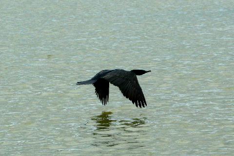 Birds in Goa - Download Goa Photos